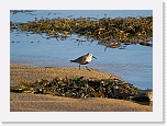 Suosirri Dunlin 8979 * 1196 x 860 * (844KB)